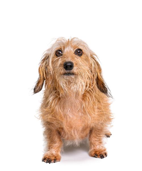 River is a Wire-Haired Dachshund.